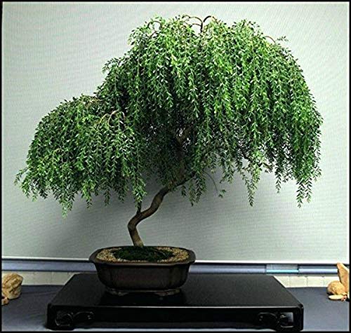 Bonsai Weeping Willow Best Gift House Indoor