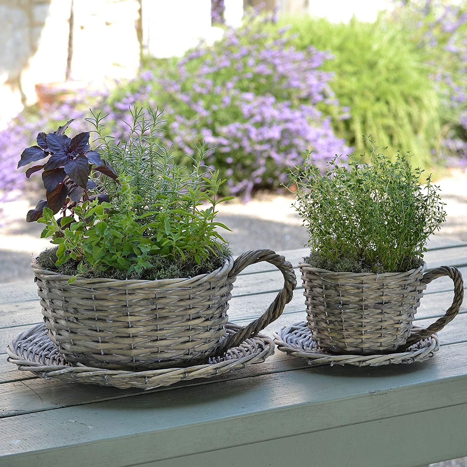 Plant Theatre 2 Willow Teacup Planters