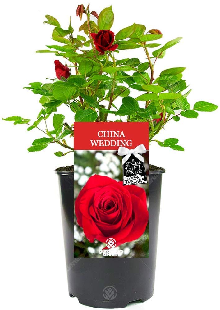 China Wedding Rose
